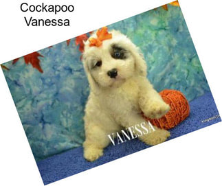 Cockapoo Vanessa