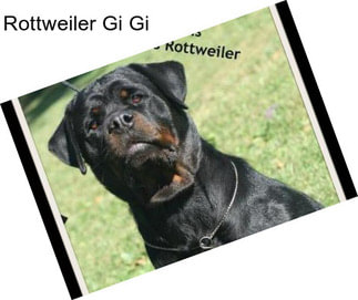 Rottweiler Gi Gi