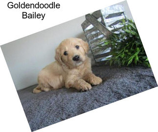 Goldendoodle Bailey