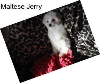 Maltese Jerry