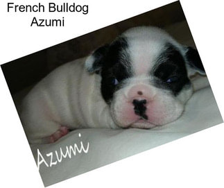 French Bulldog Azumi