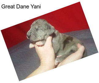 Great Dane Yani