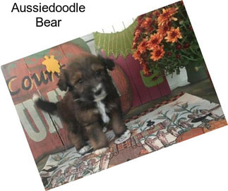 Aussiedoodle Bear