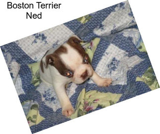 Boston Terrier Ned