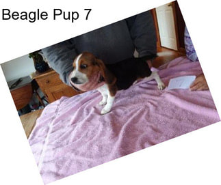 Beagle Pup 7