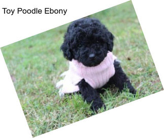 Toy Poodle Ebony