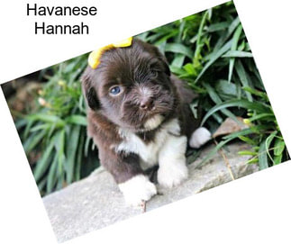 Havanese Hannah