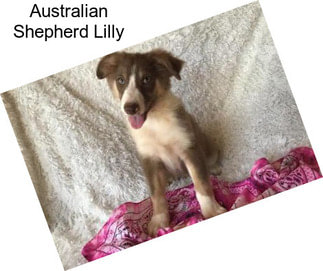 Australian Shepherd Lilly