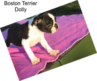 Boston Terrier Dolly
