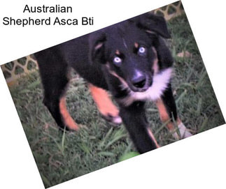 Australian Shepherd Asca Bti