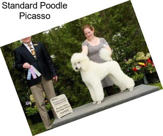 Standard Poodle Picasso