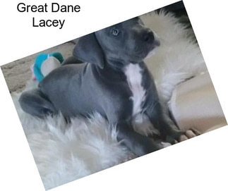 Great Dane Lacey