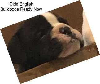 Olde English Bulldogge Ready Now