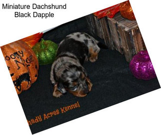 Miniature Dachshund Black Dapple