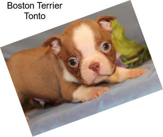 Boston Terrier Tonto