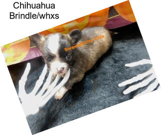 Chihuahua Brindle/whxs