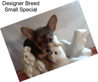Designer Breed Small Special