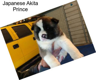 Japanese Akita Prince