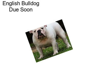 English Bulldog Due Soon