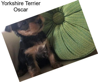 Yorkshire Terrier Oscar