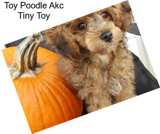 Toy Poodle Akc Tiny Toy