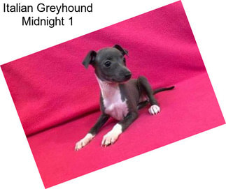 Italian Greyhound Midnight 1