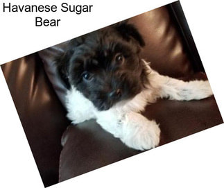 Havanese Sugar Bear