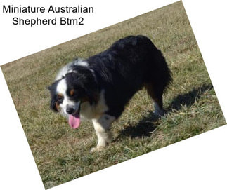 Miniature Australian Shepherd Btm2