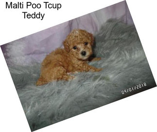 Malti Poo Tcup Teddy