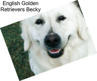 English Golden Retrievers Becky