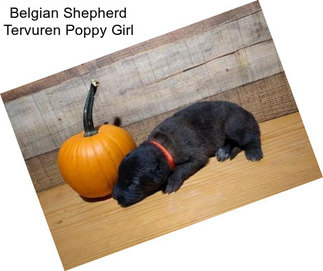 Belgian Shepherd Tervuren Poppy Girl