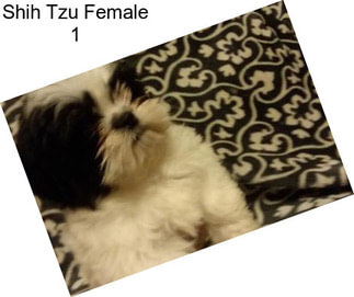 Shih Tzu Female 1