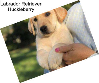 Labrador Retriever Huckleberry