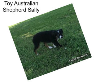 Toy Australian Shepherd Sally