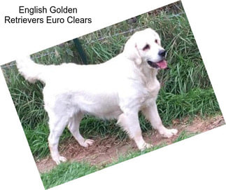 English Golden Retrievers Euro Clears