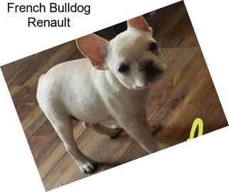 French Bulldog Renault