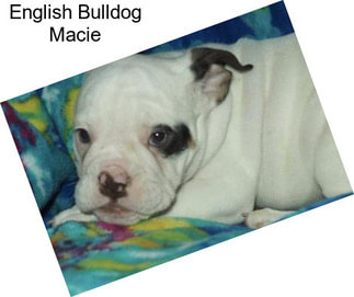 English Bulldog Macie