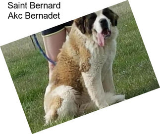 Saint Bernard Akc Bernadet