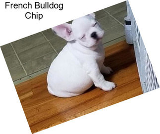 French Bulldog Chip