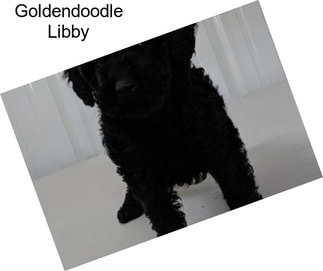 Goldendoodle Libby