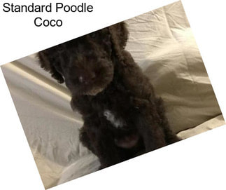 Standard Poodle Coco