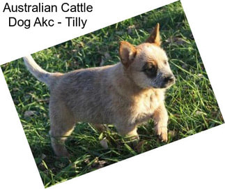 Australian Cattle Dog Akc - Tilly