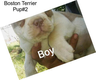 Boston Terrier Pup#2