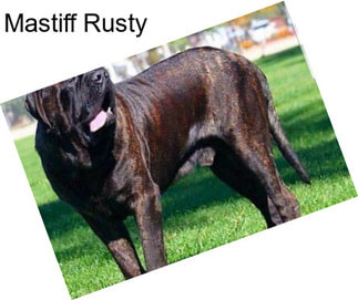 Mastiff Rusty