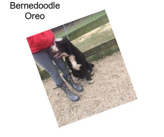 Bernedoodle Oreo