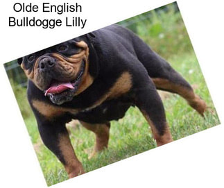 Olde English Bulldogge Lilly