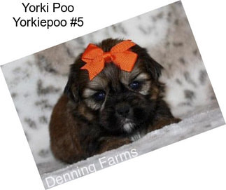 Yorki Poo Yorkiepoo #5