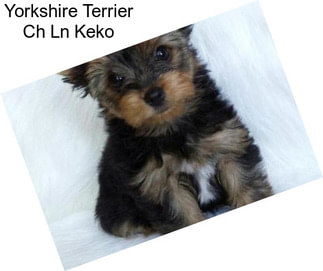 Yorkshire Terrier Ch Ln Keko