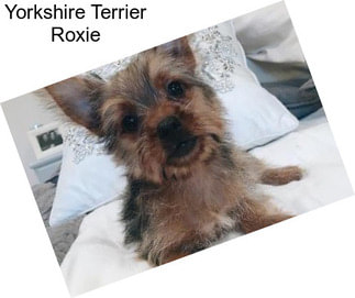 Yorkshire Terrier Roxie