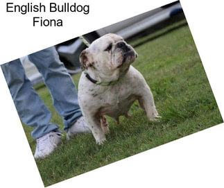 English Bulldog Fiona